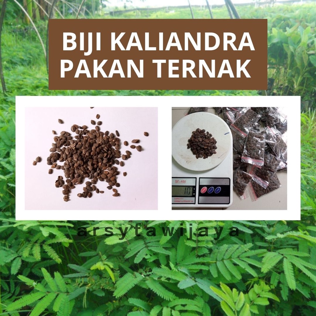 bibit kaliandra pakan ternak asli - 500 biji lebih benih kaliandra asli pakan ternak - kaliandra 10 