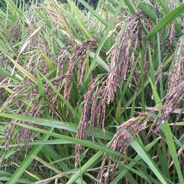 100 Biji benih padi ketan putih