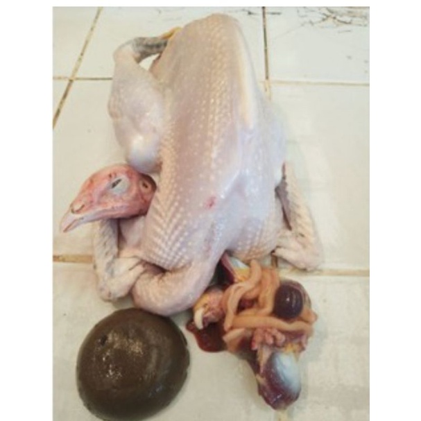 

AyamKampungJumbo1,5-1,7kg hidup.