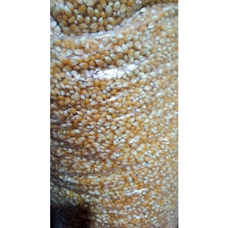 

Jagung Popcron Mentah Asli 1kg