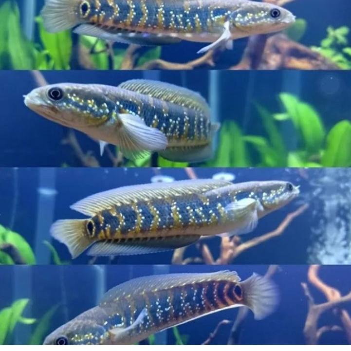 

[PRODUK ASGQM] IKAN CHANNA ASIANTICA RSWS 11-13CM GNC