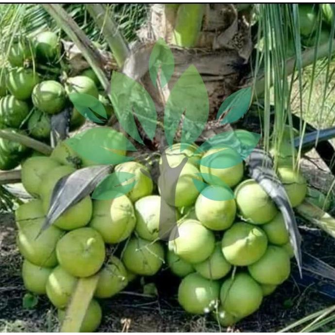 Bibit Tanaman Buah Kelapa Kopyor Genjah-Bibit Kelapa Asli Kopyor