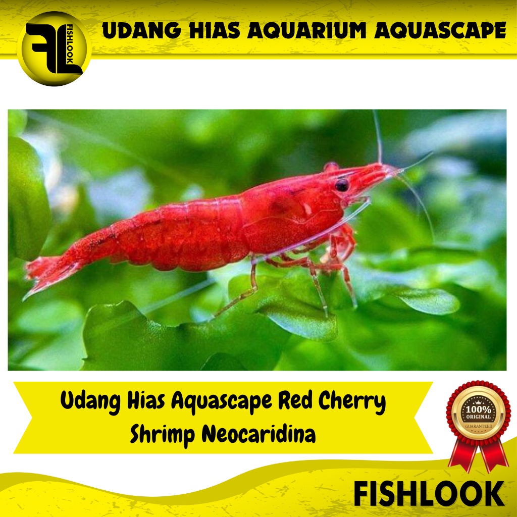 Udang Hias Aquascape Red Cherry Shrimp Neocaridina Aquarium Air Tawar