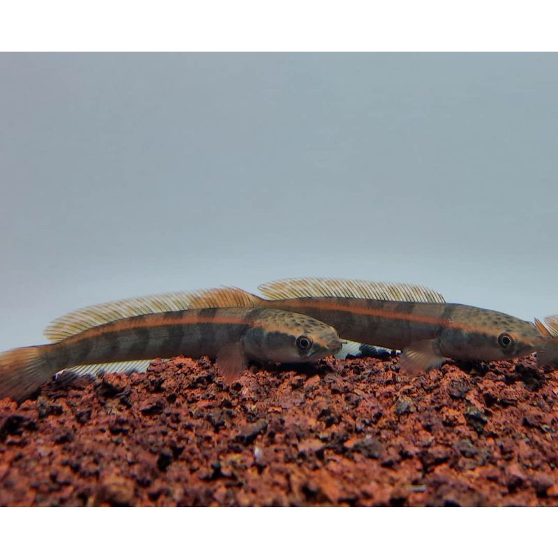 Red baritoh 3-5 cm Grade A