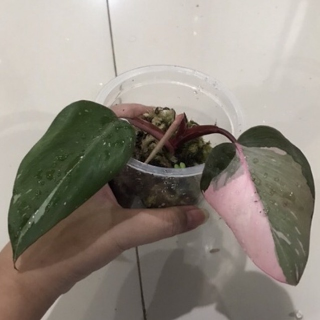 ekonomis philo pink princess/ philo ppp blackcherry motif bagus