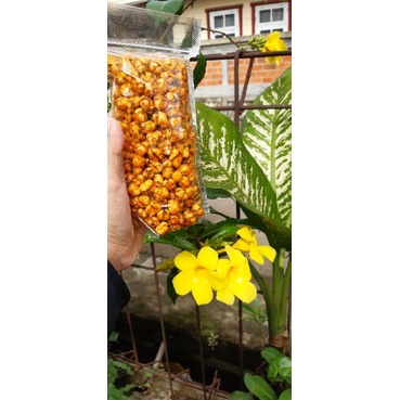 

Cikur cikruh daun jeruk | Tiktuk cikruh daun jeruk