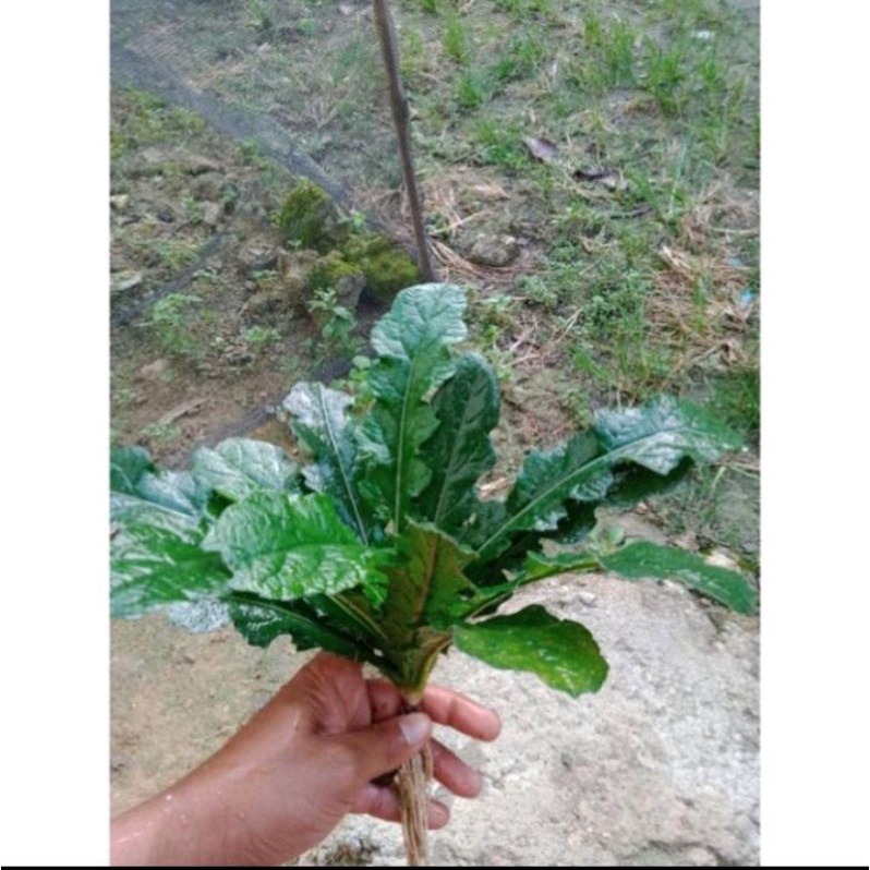 Jual Daun Tapak Liman Herbal Obat Tradisonal Liman Tapak Shopee Indonesia