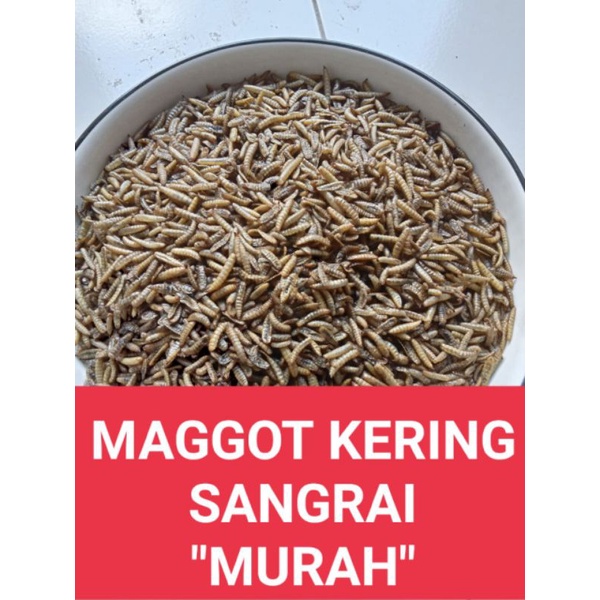 MAGGOT KERING SANGRAI - DRY MAGGOT - 100 GRAM