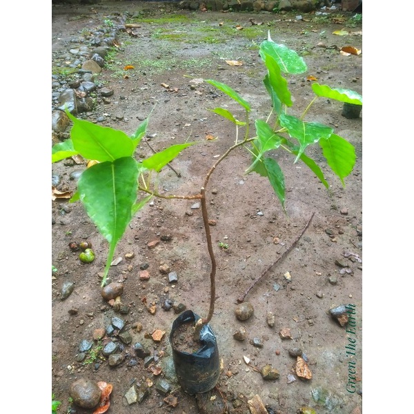 Jual Ficus Religiosa Aka Beringin Bodhi Ukuran Cm Shopee Indonesia