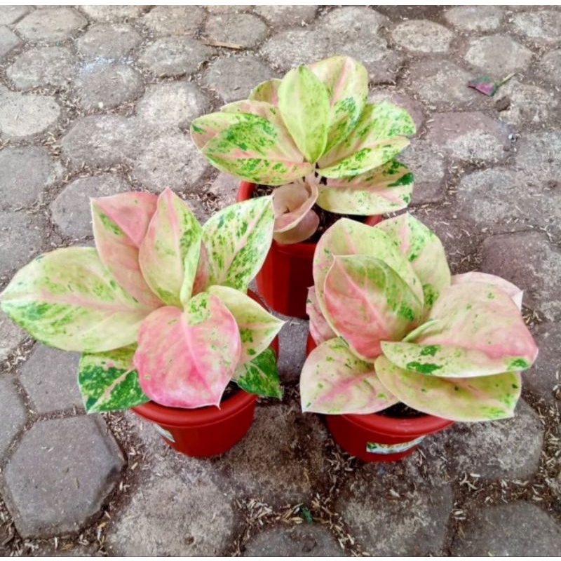 Aglonema emerald jumbo mutasi