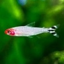 ikan hias aquascape red nose ikan hias air tawar rummy nose ikan hias air tawar ikan hias aquarium r