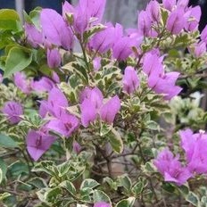 Bougenville Varigata Bugenvil Varigata Ungu Ori