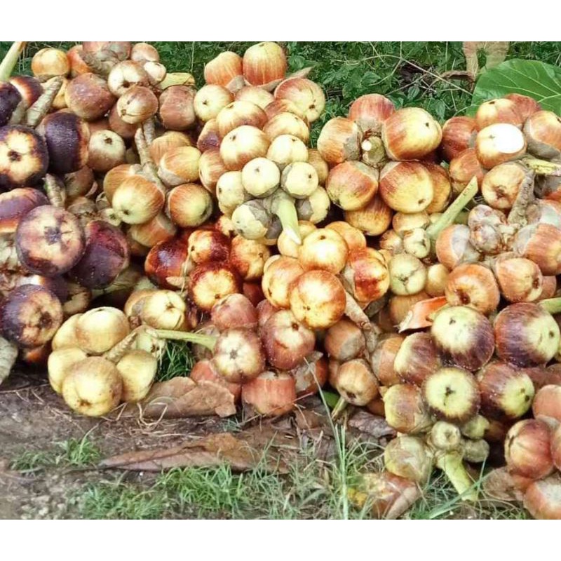 Buah Lontar/Siwalan Asli Khas Tuban(Paket 10 biji Reseller,Perbiji isi 3 buah didalamnya)