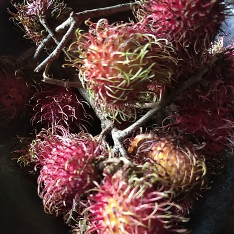 

Buah Rambutan Binjai segarnya