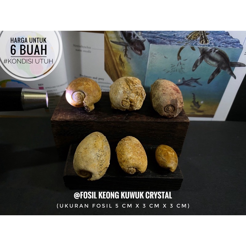 Fosil Keong Kuwuk Crystal B84 atau Fosil Kerang Alam atau Fosil Gastropoda Cypraes Annulus atau Kol 