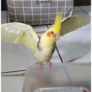 Anakan Falk Cockatiel Parkit Australi Bandung only