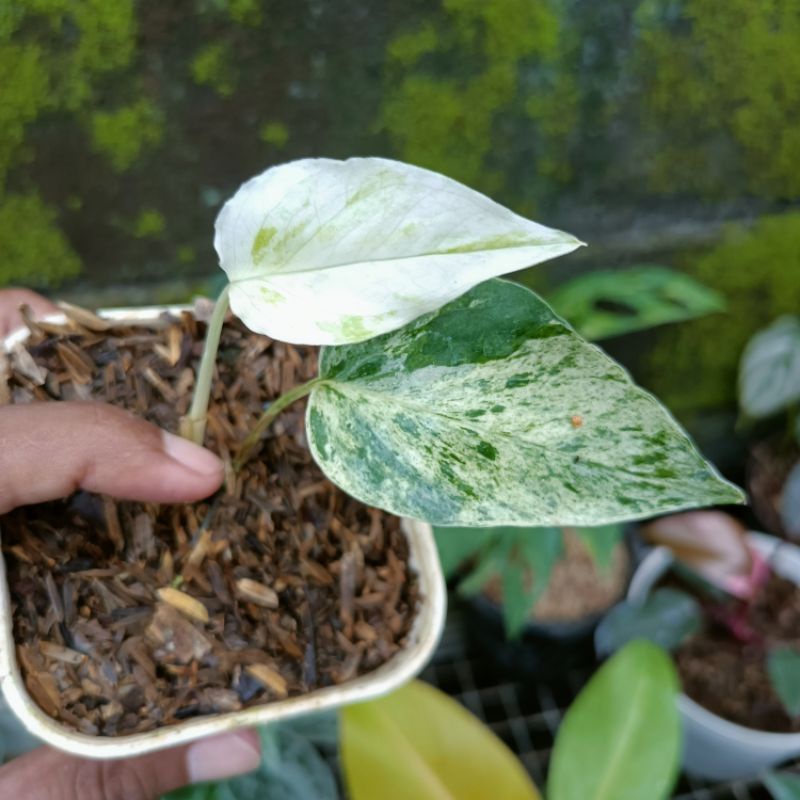 Epipremnum Hanoman (Sp. Bali)