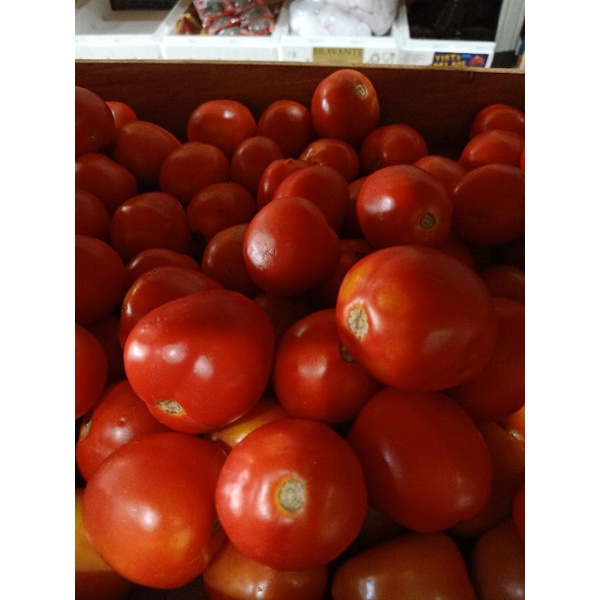 

Tomat Buah Merah
