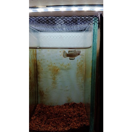 Limbata Cb Cermai singel Tank Size 5-7cm Kualitas mantap