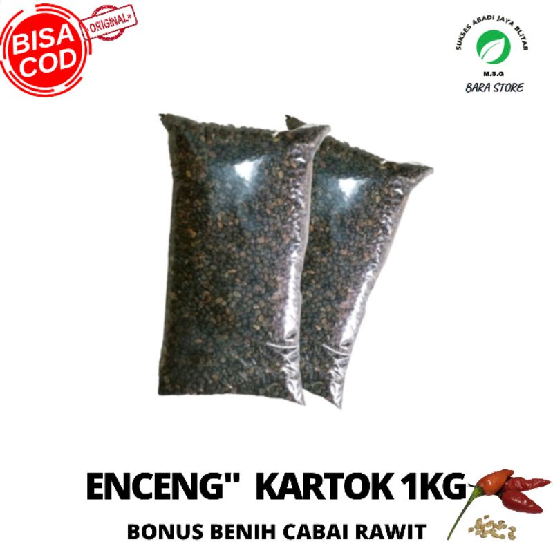 Benih enceng enceng kartok clorotalalia orok orok 1kg