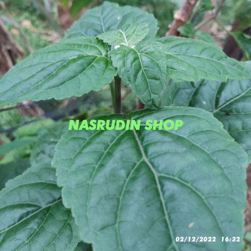 

DAUN SELASIH SEGAR 30 LEMBAR / SELASIH MEKAH / OCIMUM GRATISSIMU / DAUN SABUN / DILEM / KEMANGI LIAR / RUKU RUKU RIMBO / SELASEH JAMBI / SELASIH