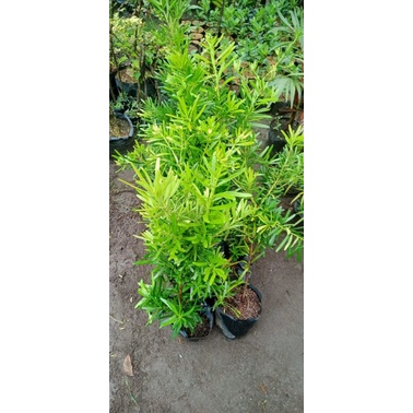 lohansung kapsul bercabang** bahan bonsai tanaman hias