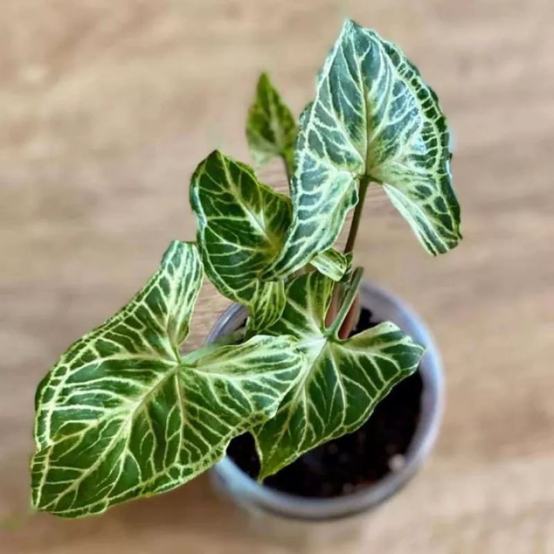 ( bisa cod ) promo tanaman hias syngonium batik asli - original