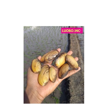 

Isi 10 paket pembersih aquascape, kerang sungai/kijing