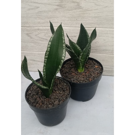 Sansevieria whitney paket 2 pcs