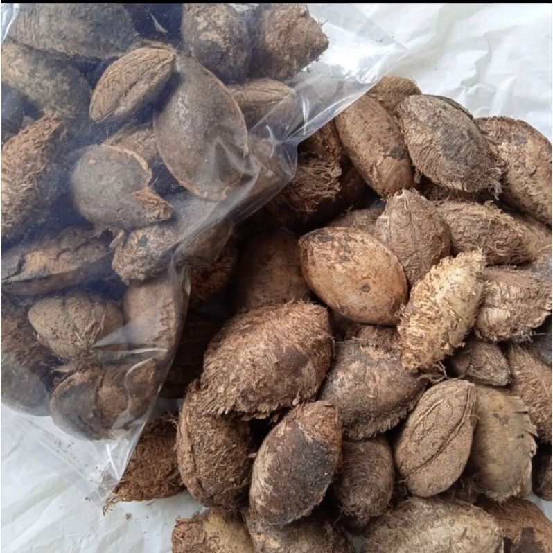 Buah Ketapang Kering - Biji Buah Ketapang Kering Pakan Burung Kenari