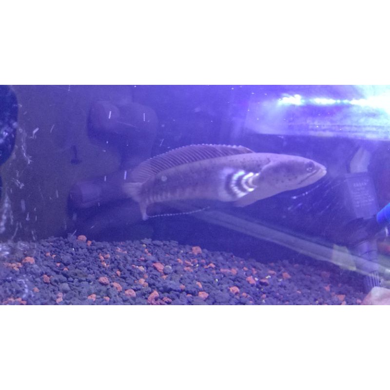 

BLUE PULCRA 13 CM FLERING TANGAN