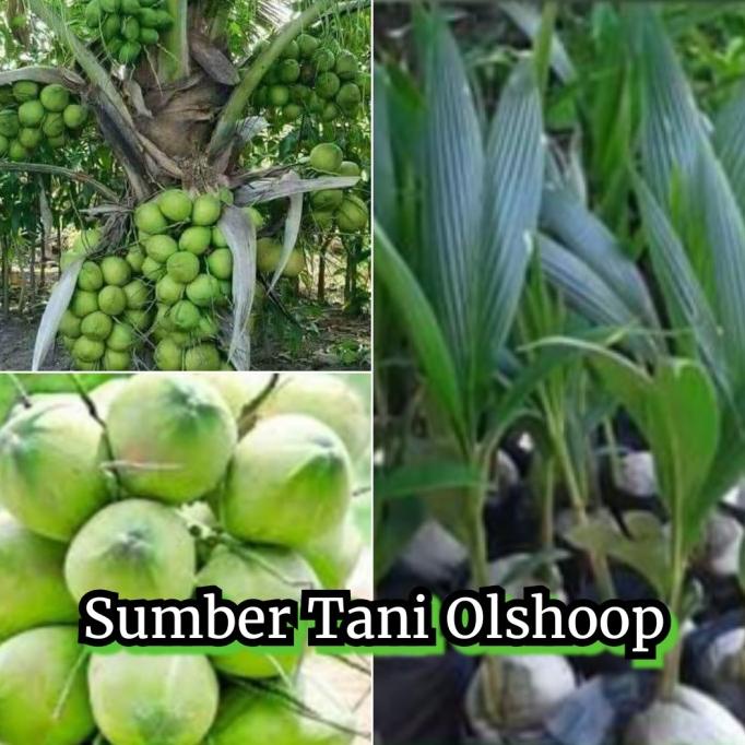 Bibit Tanaman kelapa ijo hibrida pohon kelapa ijo obat hibrida