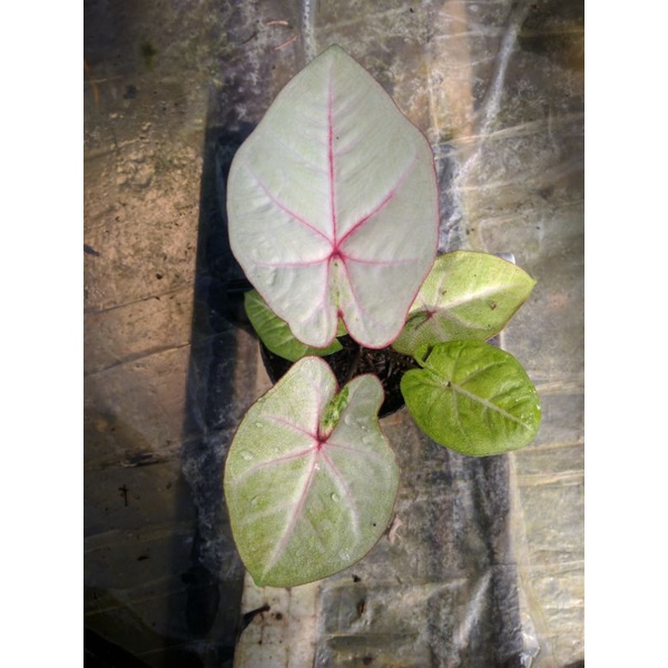 caladium hybrid original biji putih mulus urat pink tanaman hias keladi
