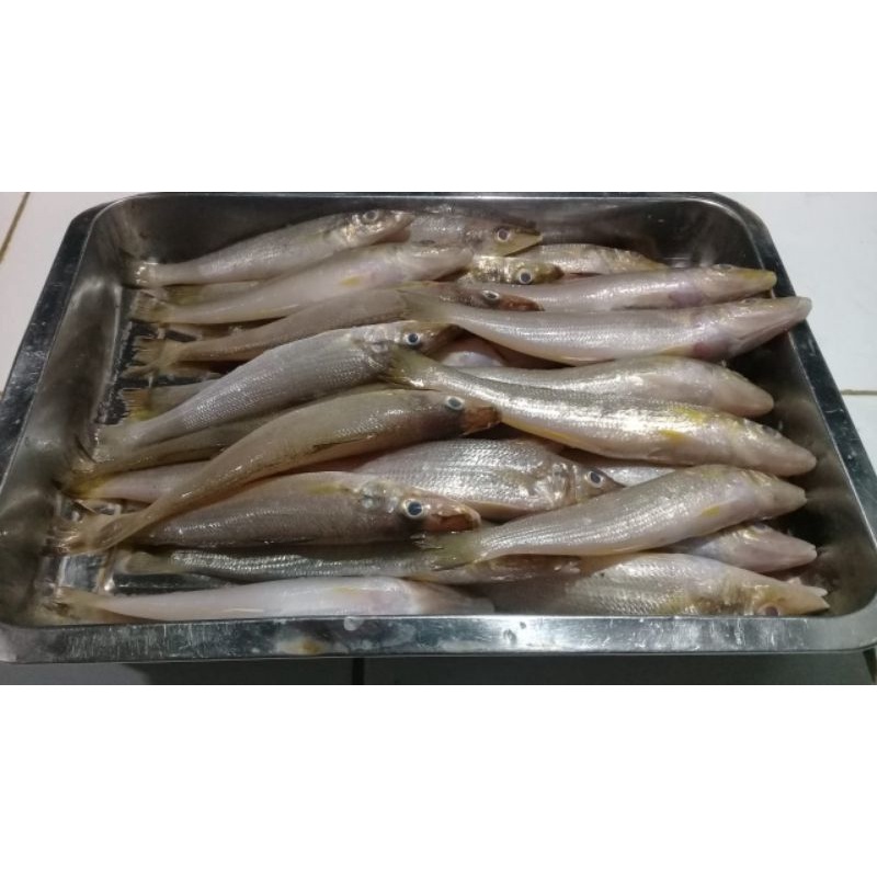 

Ikan Rejung 1kg