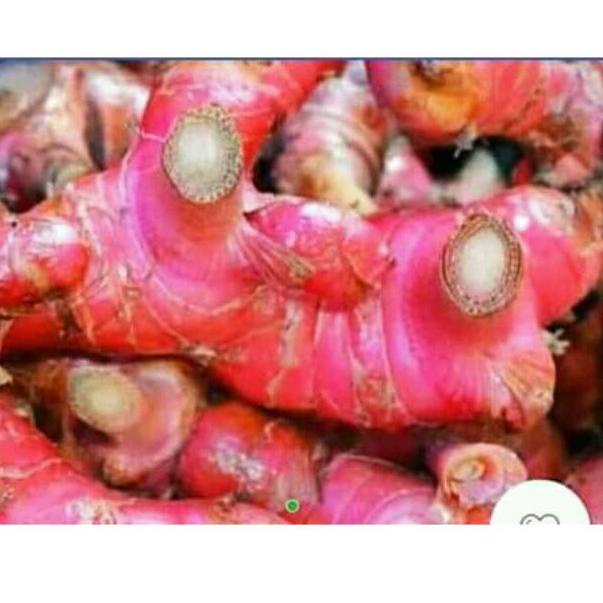 

HARGA MURAH Lengkuas / Laos Merah 1 kg ☄ 883