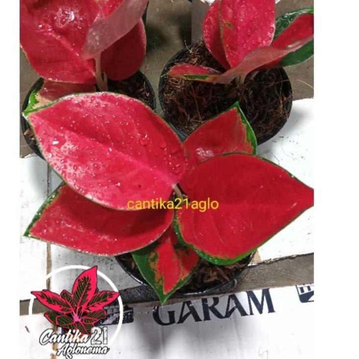 Grosir Pembelian Aglonema Suksom jaipong dewasa