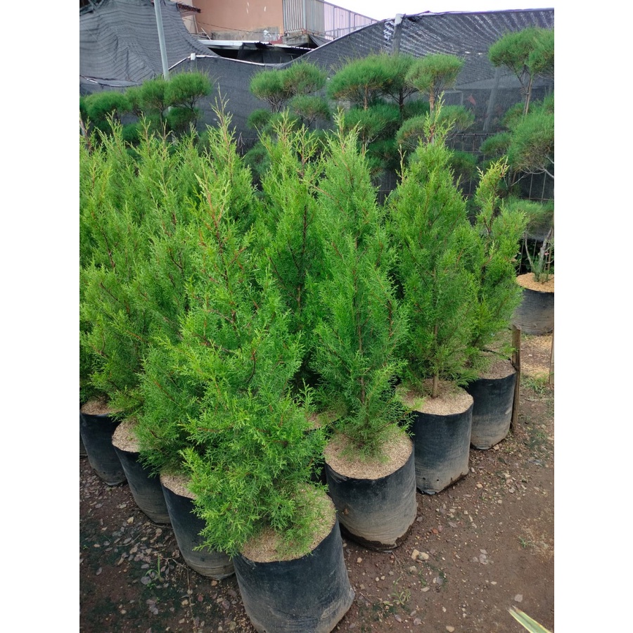 Cemara Rentes 1,5 Meter - Cemara Wangi - Tinggi - Taman