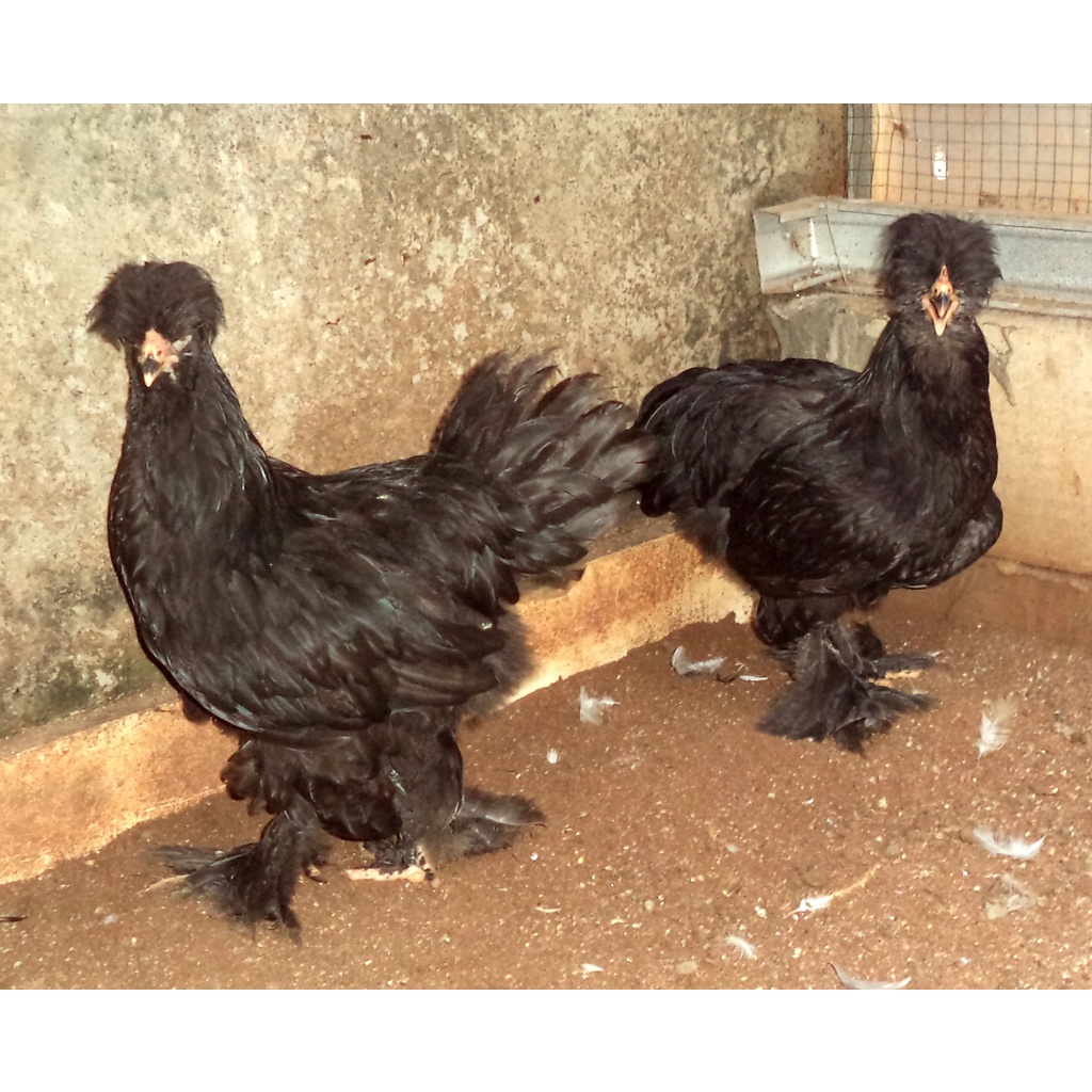 Ayam brahma park Black betina usia 4-5 bulan