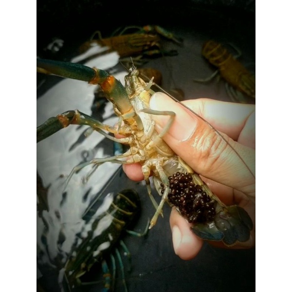 Hiasan akuarium induk lobster air tawar gendong telur