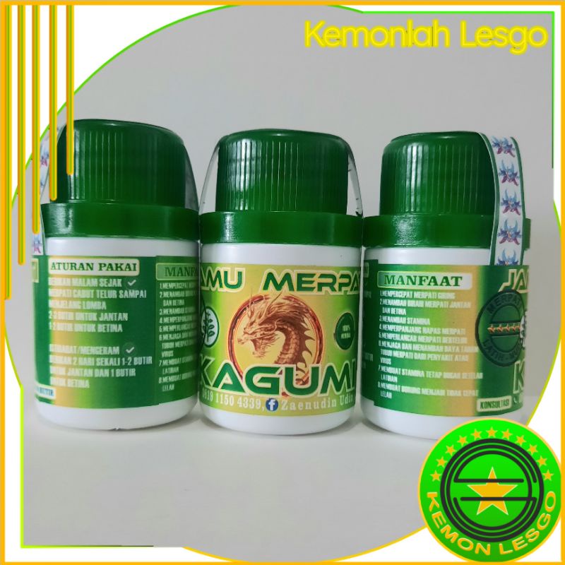 JAMU MERPATI KAGUMI MERPATI MUDA MERPATI BAHAN MERPATI PLAYER