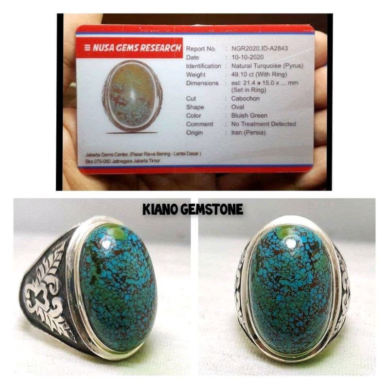 PIRUS PERSIA GRADASI HIJAU DAUN