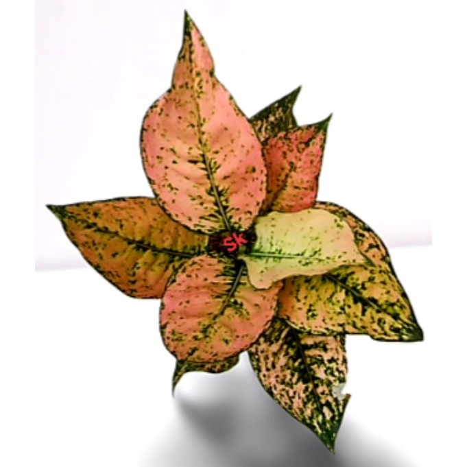 Aglonema Komkom Orange