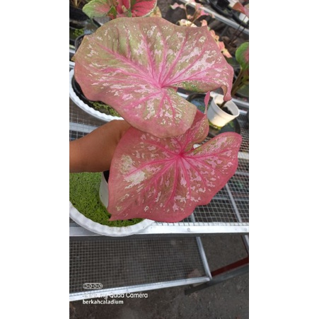 Bibit Caladium Pinkan Mambo