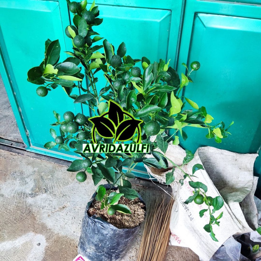 Bibit jeruk santang madu berbuah besar