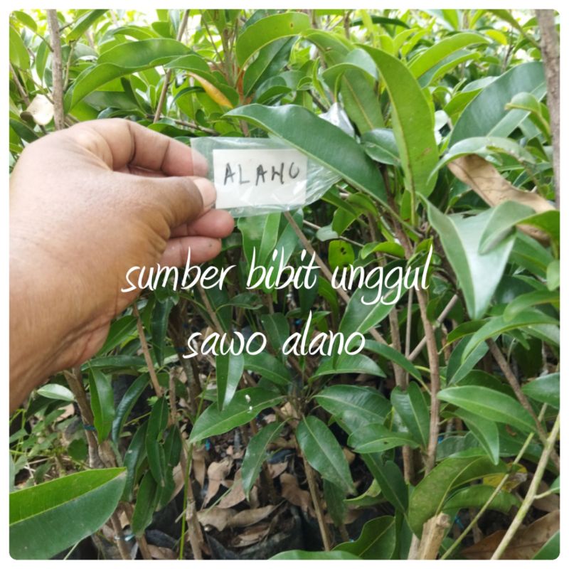 bibit sawo alano okulasi