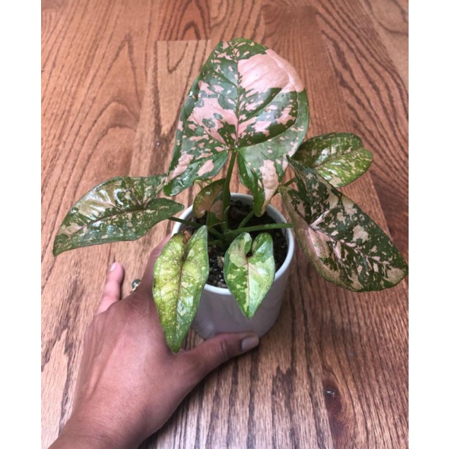 Syngonium Pink Splash Allusion