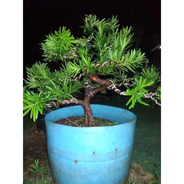 lohansung kapsul bahan bonsai tanaman hias