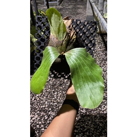 Platycerium Angolense