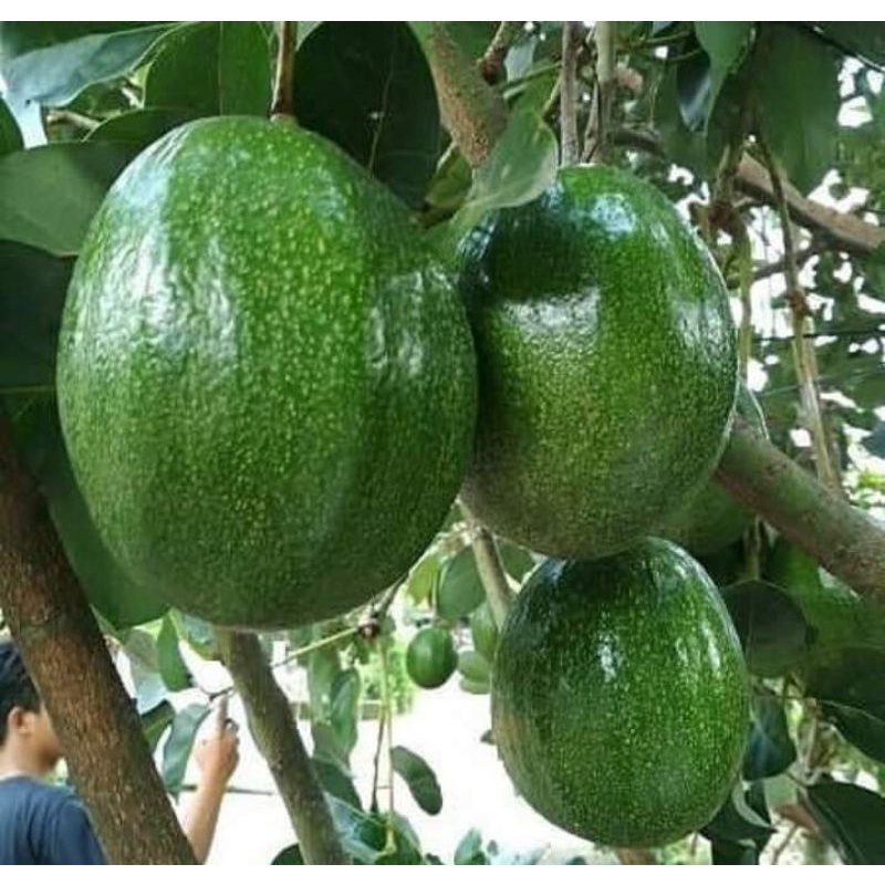 Bibit Alpukat Kendil Super Jumbo Berbunga|Bibit Alpukat Markus Super Jumbo