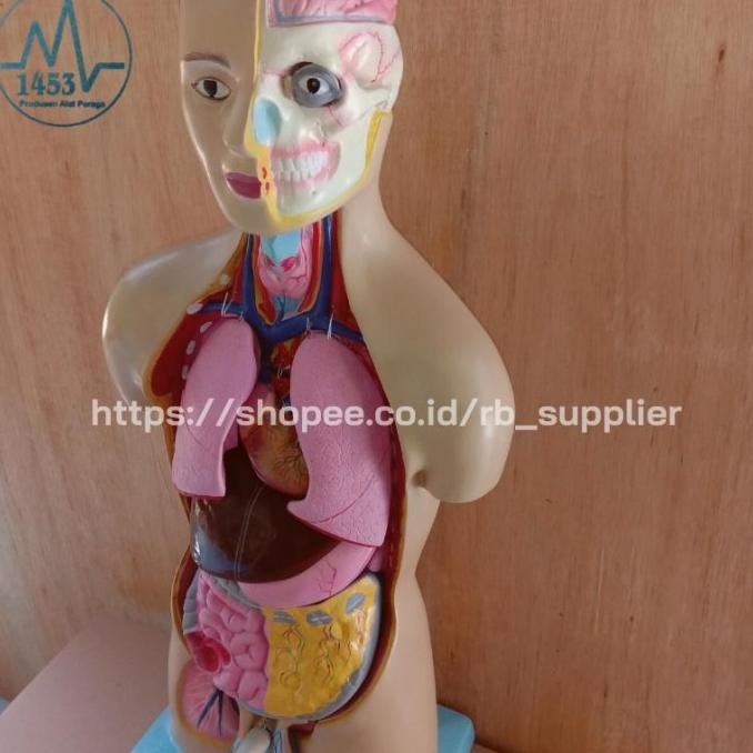 Jual Phantom Manikin Torso Anatomi Alat Peraga Manekin Biologi Human